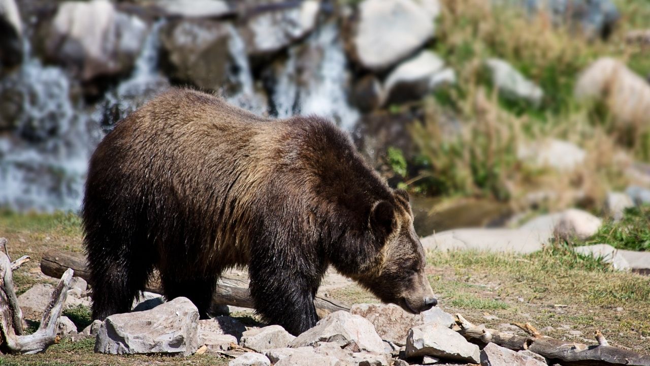 Que faire si vous croisez un ours cet été?