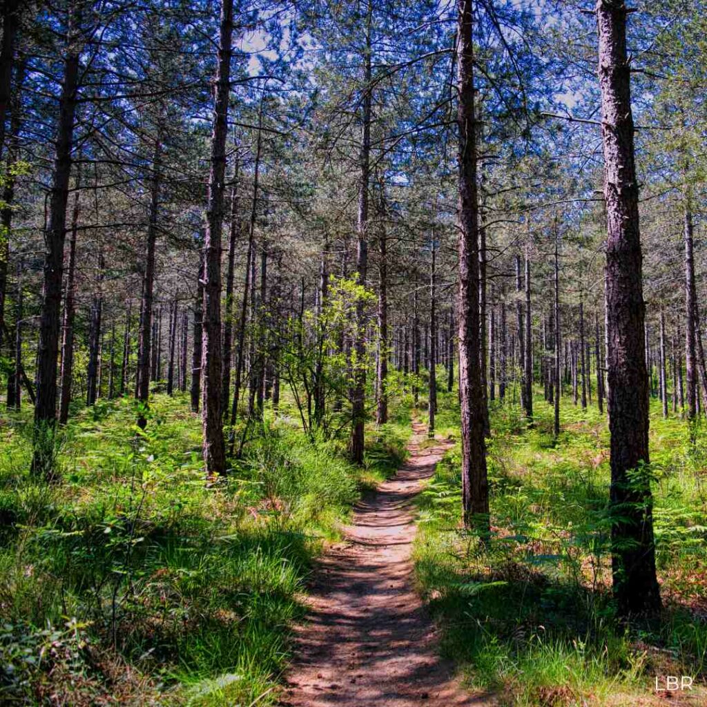 Chemin typique de la forêt de Fontainebleau