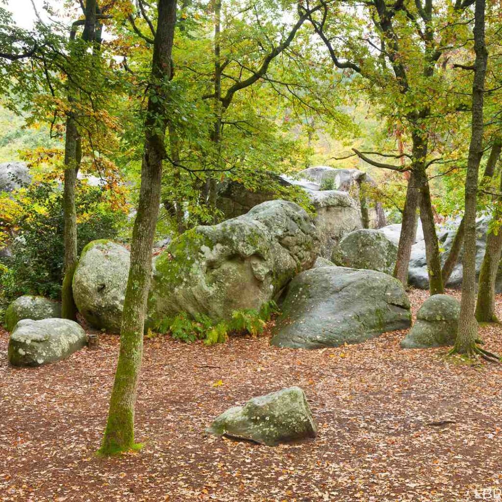 La magnifique Forêt des 3 Pignons