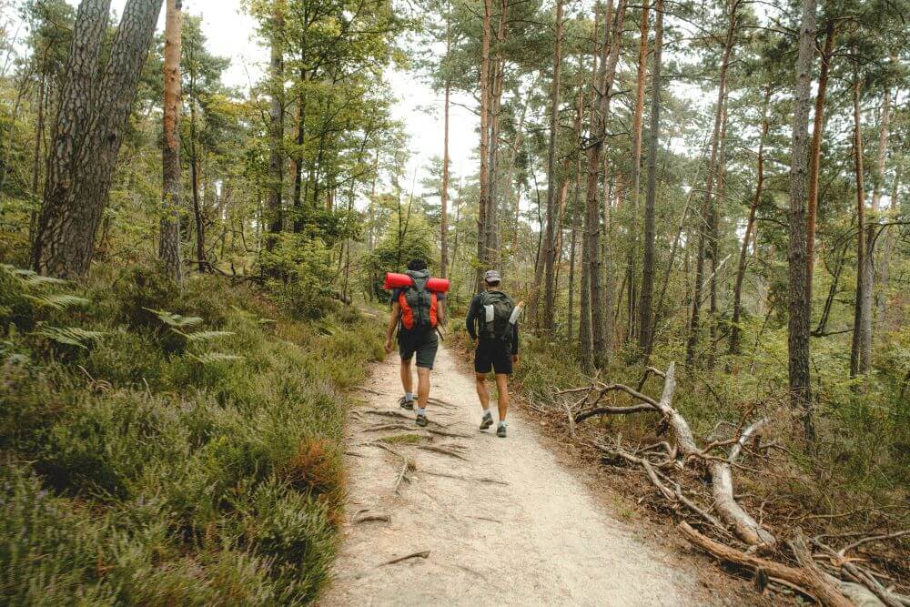 sentier de randonnée en forêt