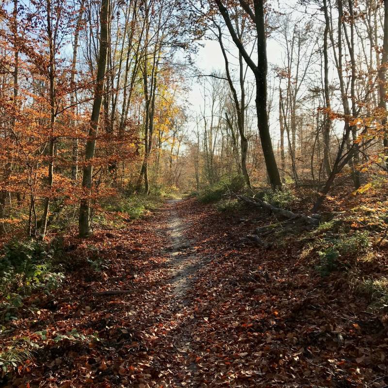 sentier à travers les bois