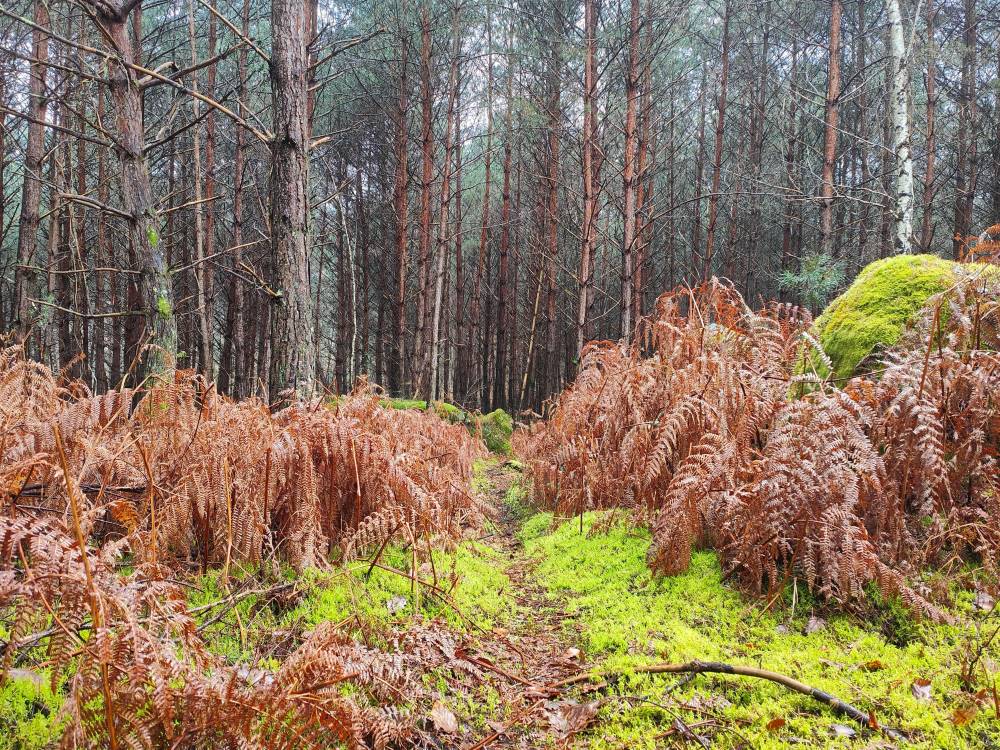 sentier dans la forêt de Fontainebleau