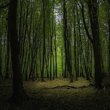 randonnée forêt fontainebleau
