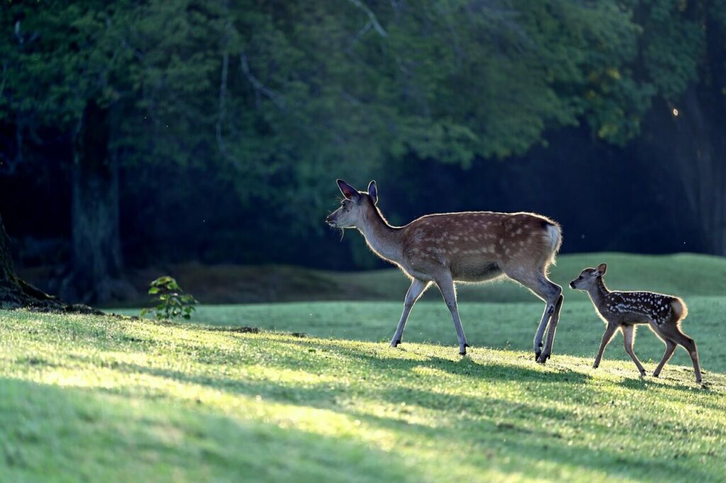 biche dans la forêt de Dourdan