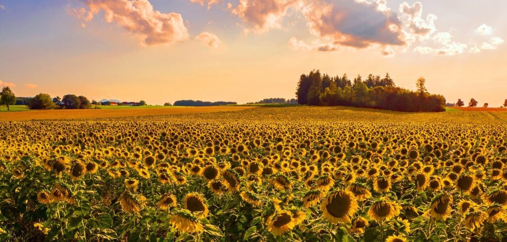 champ de tournesols dans le Vexin
