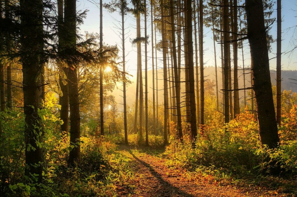 arbres dans la forêt de Montmorency