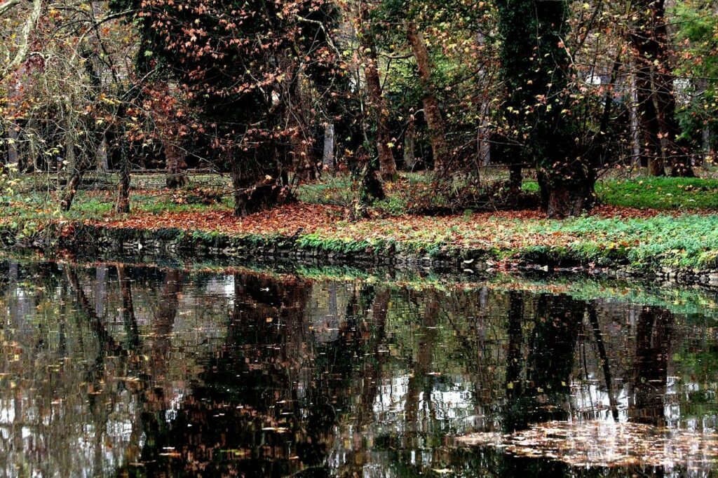 automne dans la forêt de rambouillet