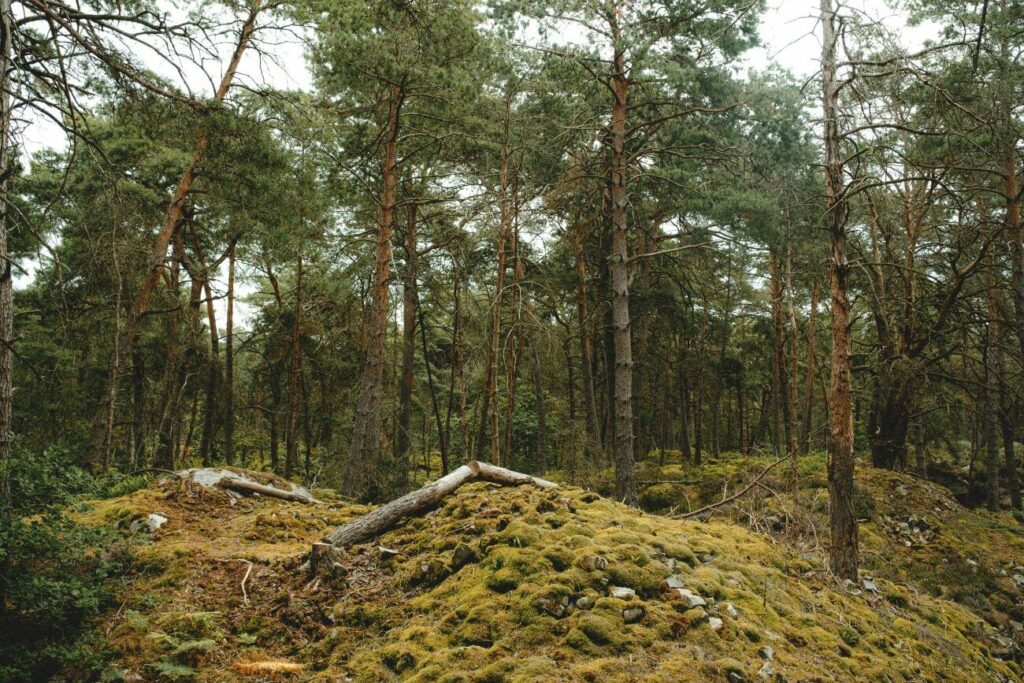 sentier de randonnée à la forêt de fontainebleau