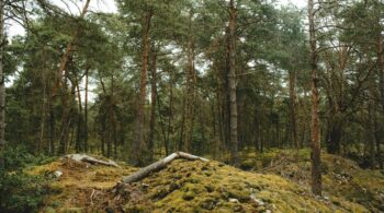 sentier de randonnée à la forêt de fontainebleau