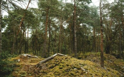 sentier de randonnée à la forêt de fontainebleau