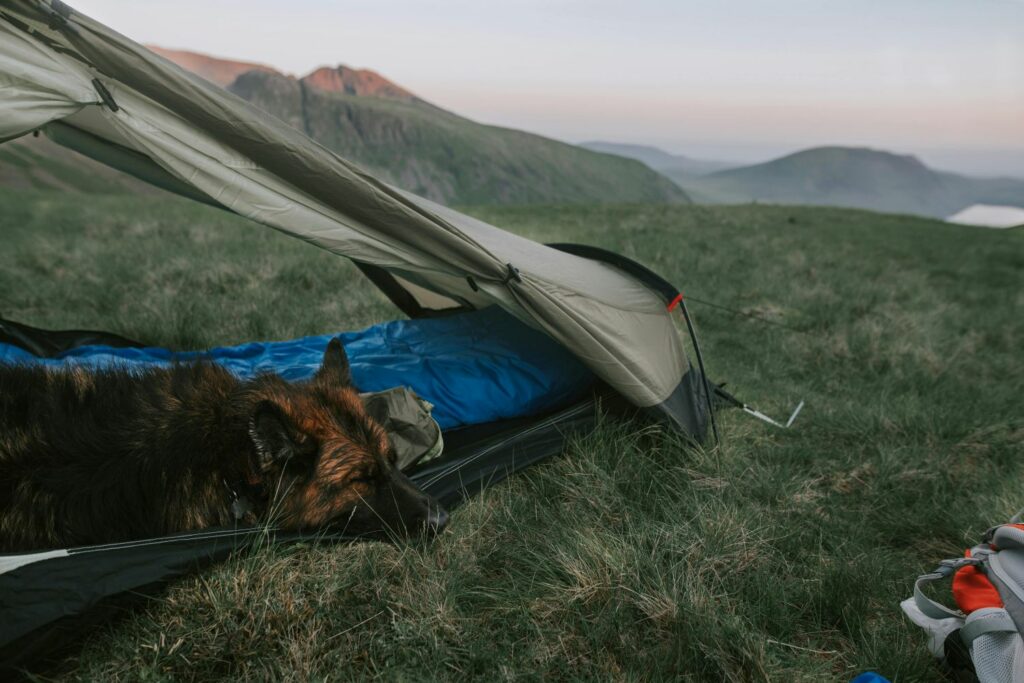 sac de couchage avec un chien